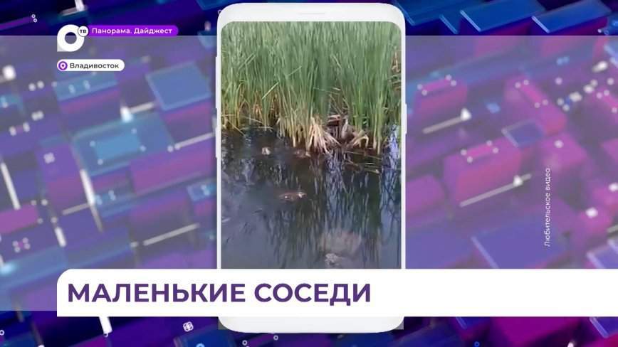 На озере в районе Снеговой Пади обосновалось утиное семейство