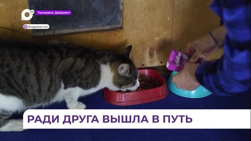 Опрос показал — большинство жителей Владивостока неравнодушны к судьбе бездомных животных