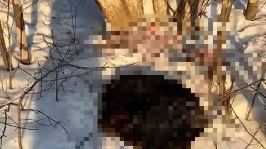 «Пулевое ранение и пролом черепа»: нечеловеческий поступок совершен в Приморье