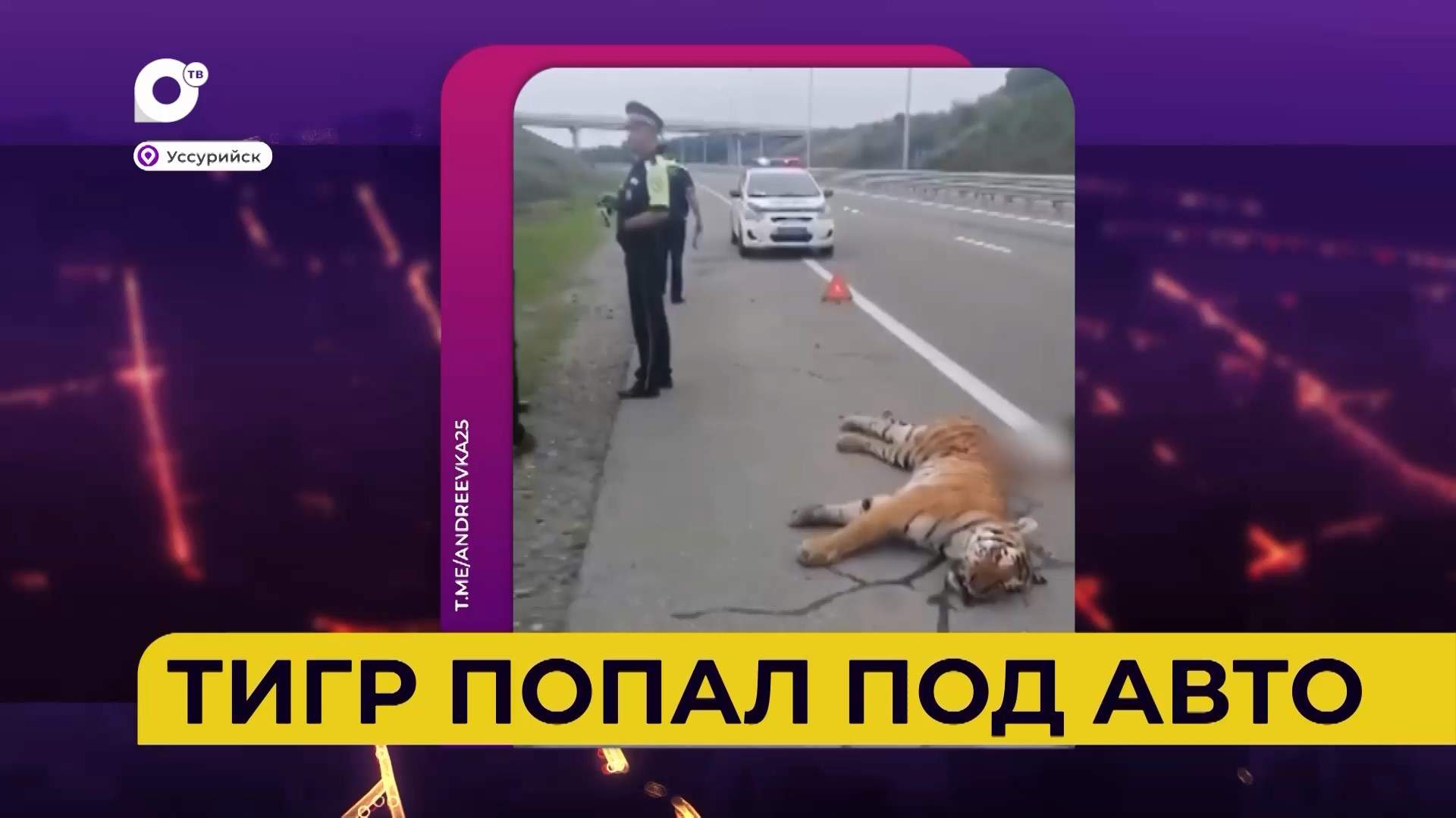 Автопатруль112 / Убил аквабайк / Тигр попал под авто / Пятеро пострадали / 28.07.25