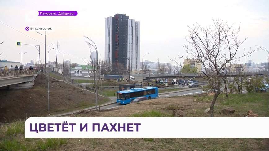 Территория в районе развязки у Приморской сцены Мариинского театра станет еще краше
