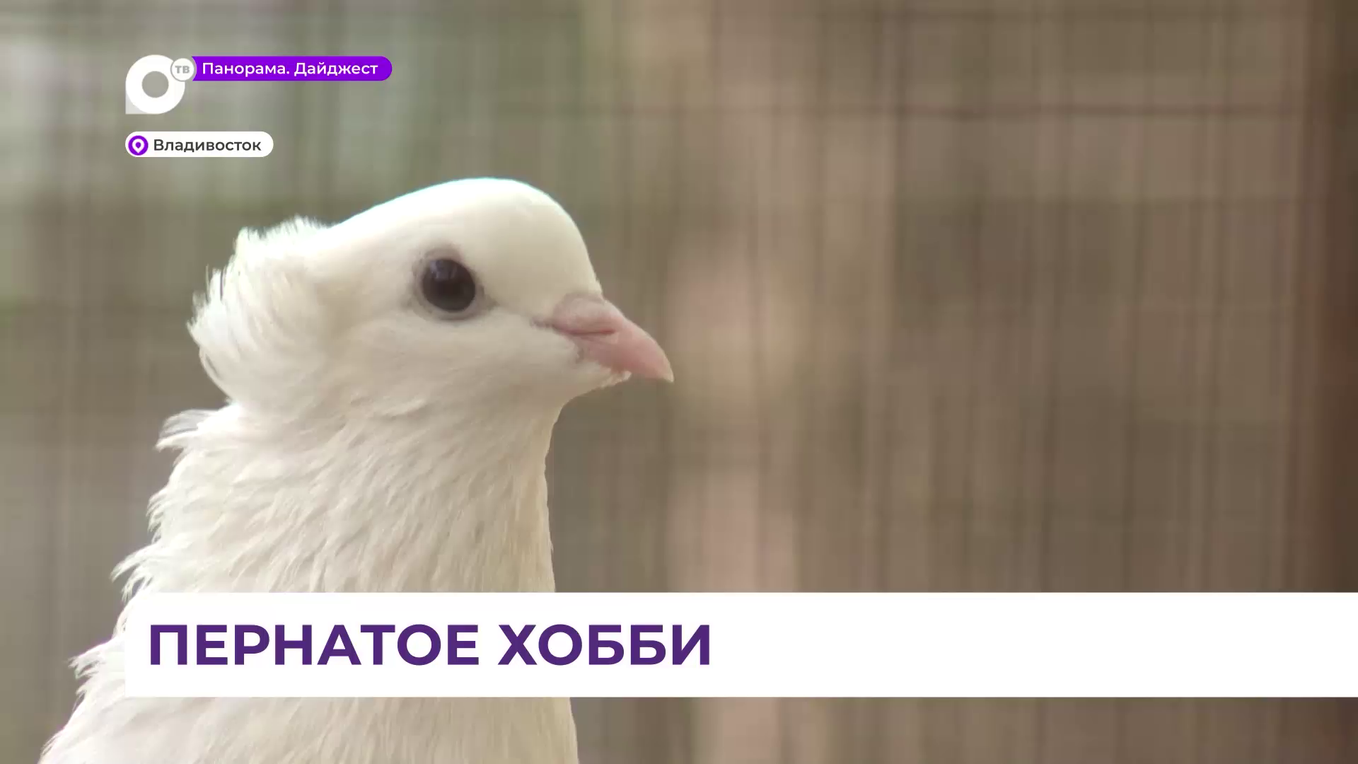 Пернатое хобби — любимое дело жителя Владивостока Олега Токарева