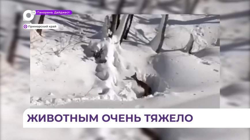 В Приморском крае снегопад застал врасплох не только людей, но и животных