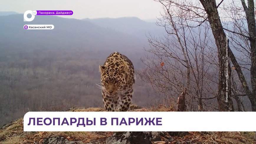 Сразу четыре дальневосточных леопарда отправятся в Париж