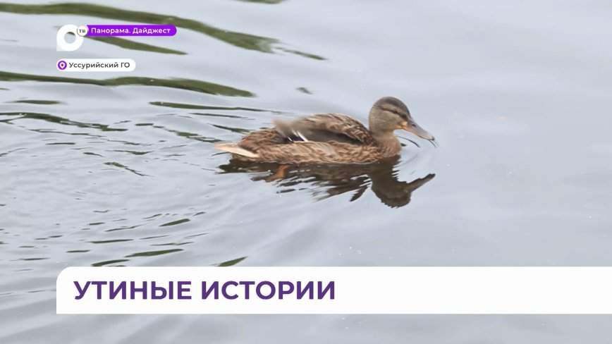 Утки в Уссурийске радуют приморцев, но экологи бьют тревогу