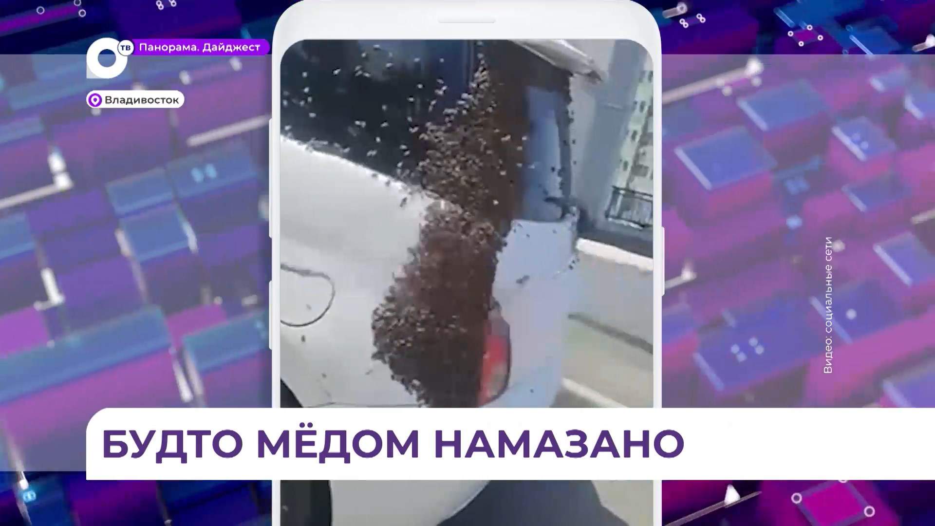 Во Владивостоке пчёлы атакуют автомобили горожан