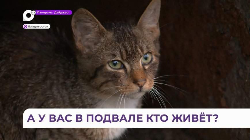 Проблему бездомных животных решают в Приморском крае