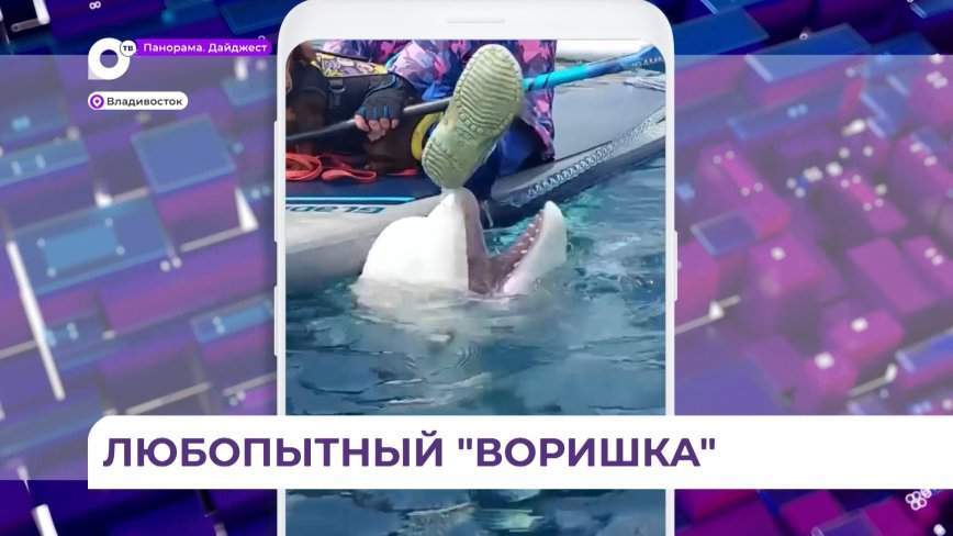 В Приморье любители поплавать все чаще встречают дружелюбных белух