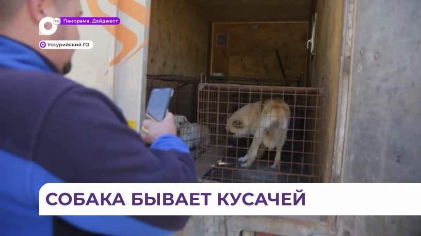 Кинологи в Уссурийском округе пострадали во время отлова агрессивной собаки