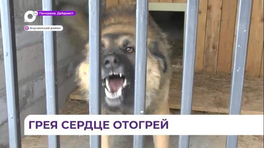 Пес по кличке Грей в приюте «Аристократ» Анучинского района преданно ждет хозяина