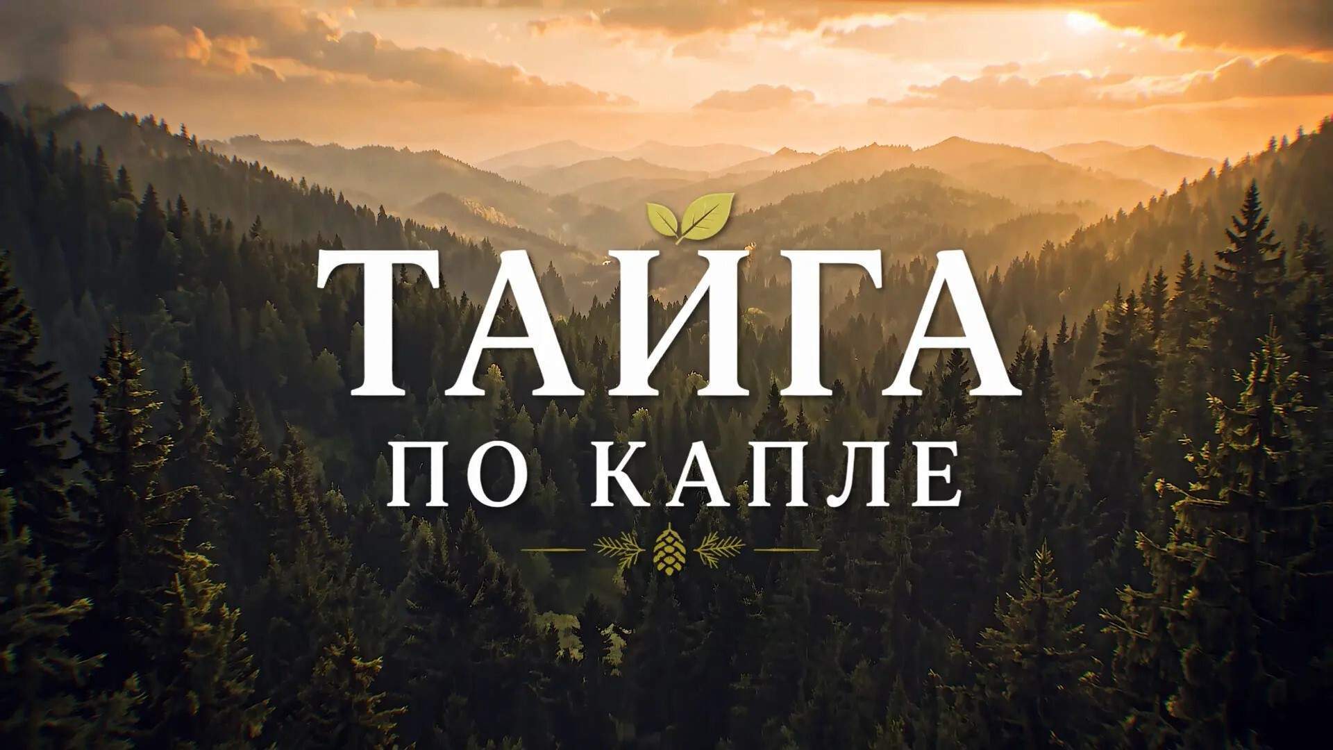 Тайга по капле / Берёзовый сок / 31.05.26