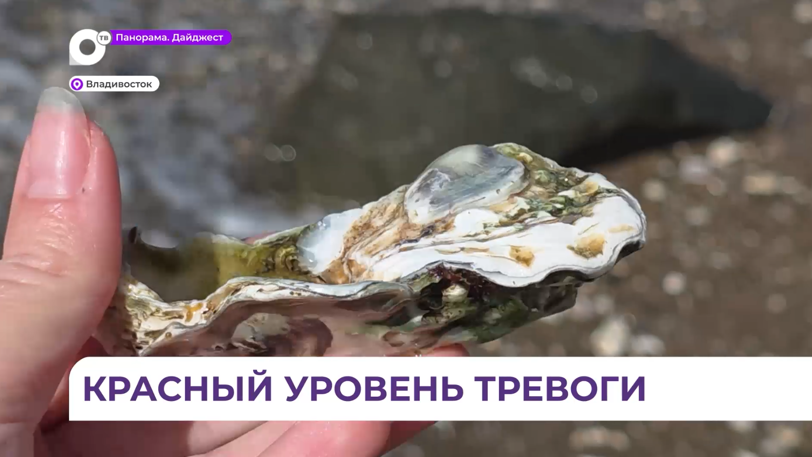 Морские обитатели гибнут в Приморье из-за токсичных микроводорослей Карения