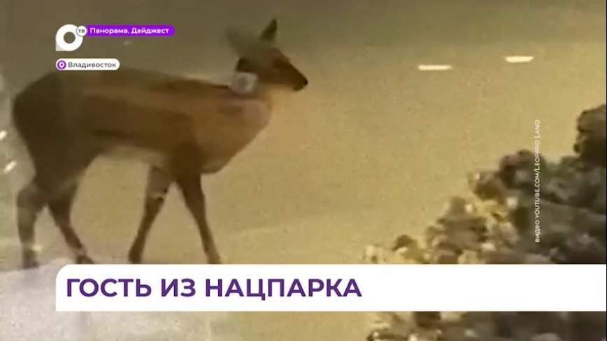 Во Владивостоке на Эгершельде прогулялся водяной олень