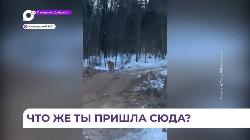 В Анучинском районе тигр вышел к лесозаготовителям