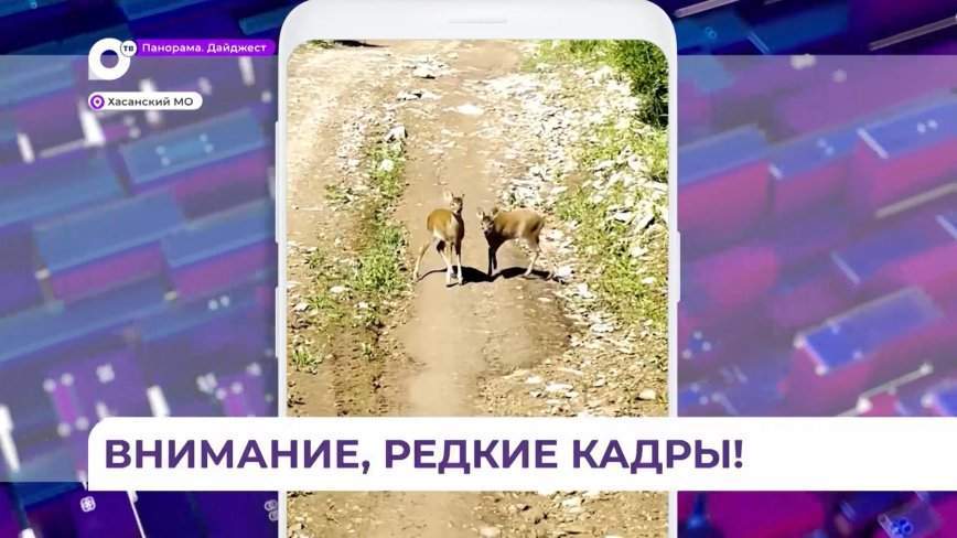 В Приморье туристы сделали кадры редкого водяного оленя