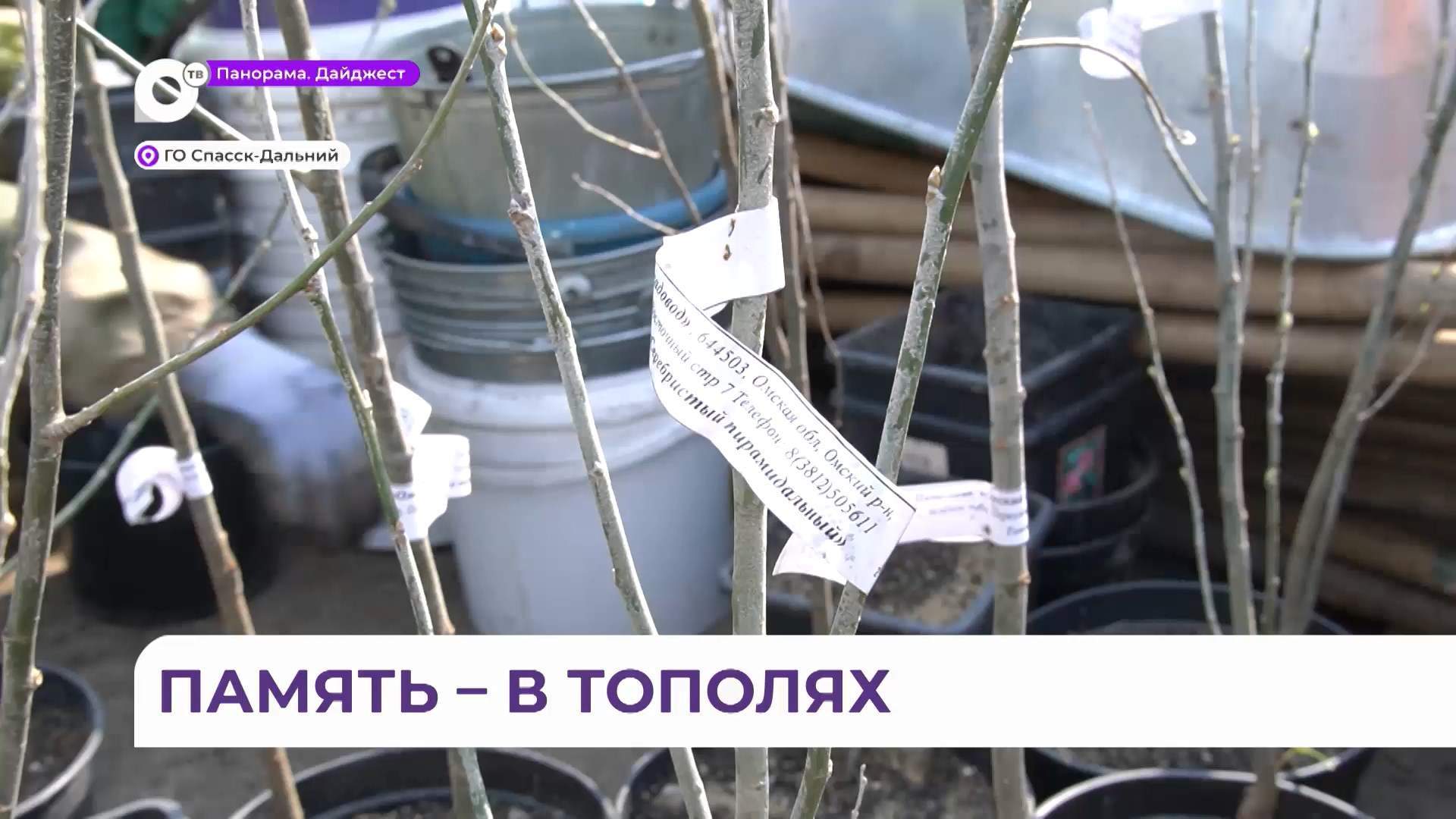 В Спасске- Дальнем создают Аллею памяти погибшим на СВО бойцам