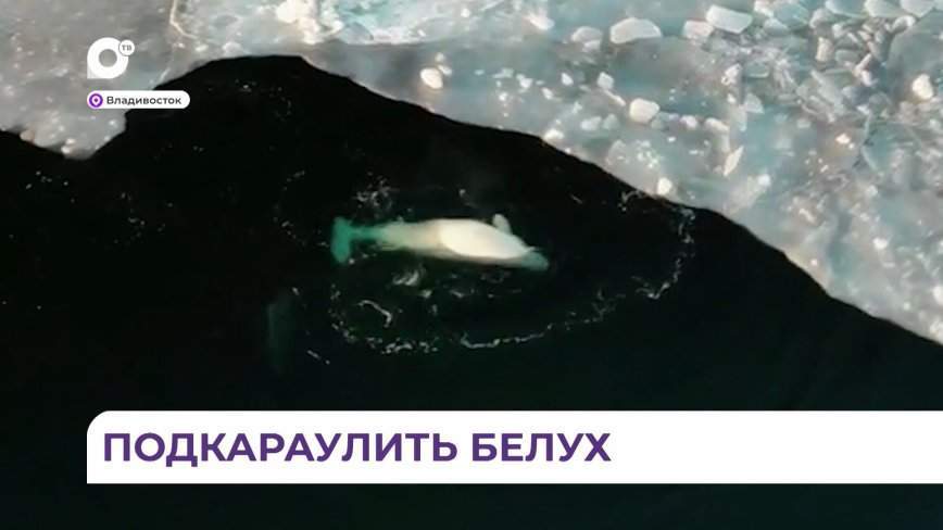 Любимчики приморцев снова приплыли порадовать жителей и гостей города
