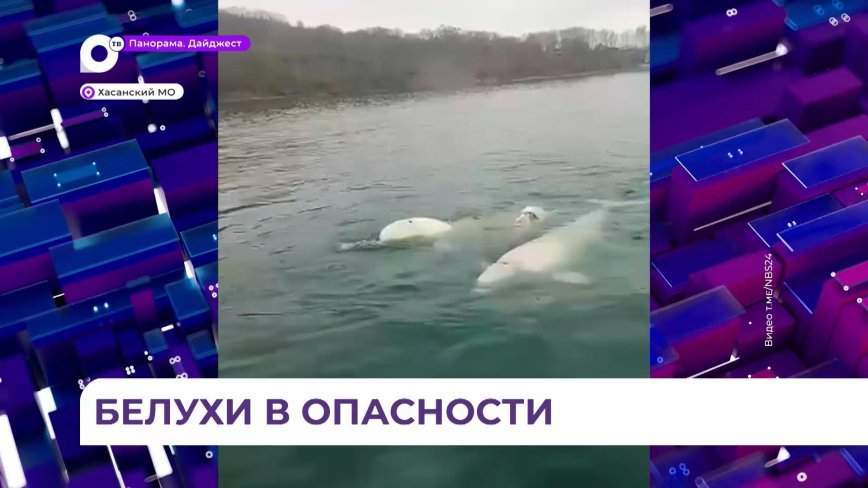 В поселке Рыбак заметили трёх белух