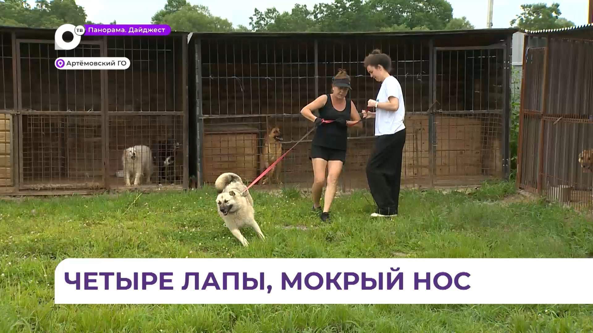 В Приморье волонтёры помогают «Собачьему миру» кормами и инвентарём 