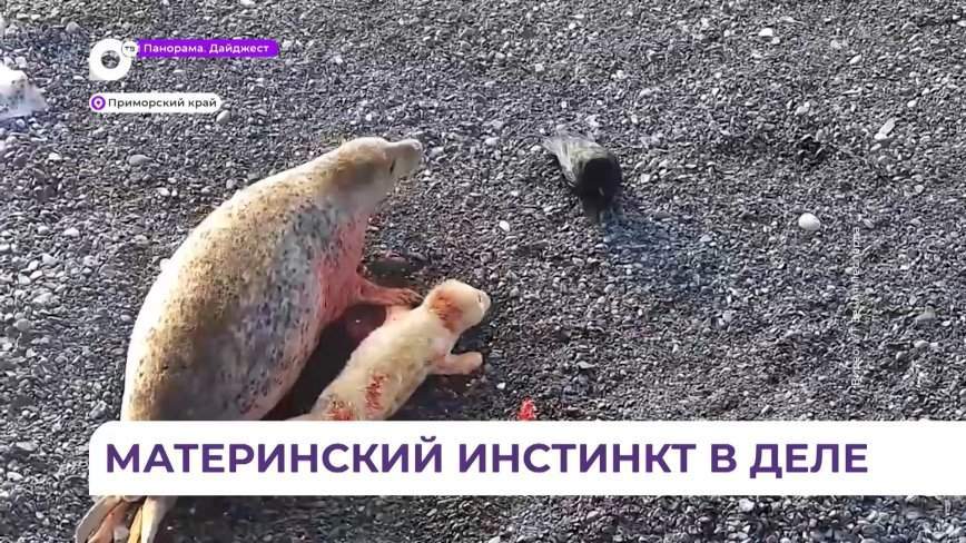 Ссора мамы-ларги с падальщиком попала на видео в Дальневосточном морском заповеднике