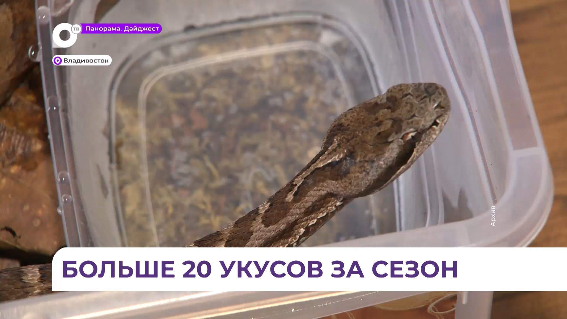 Больше 20 укусов змей за сезон зафиксировали во Владивостокской клинической больнице №2