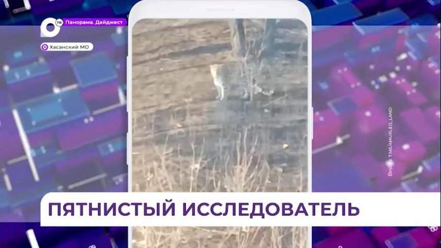 Дальнобойщик встретил леопарда на дороге Раздольное – Хасан в Приморье