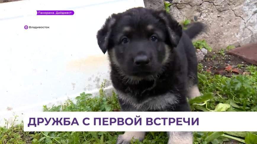 У морпеха с позывным «Ярый»  появился смелый и любопытный щенок