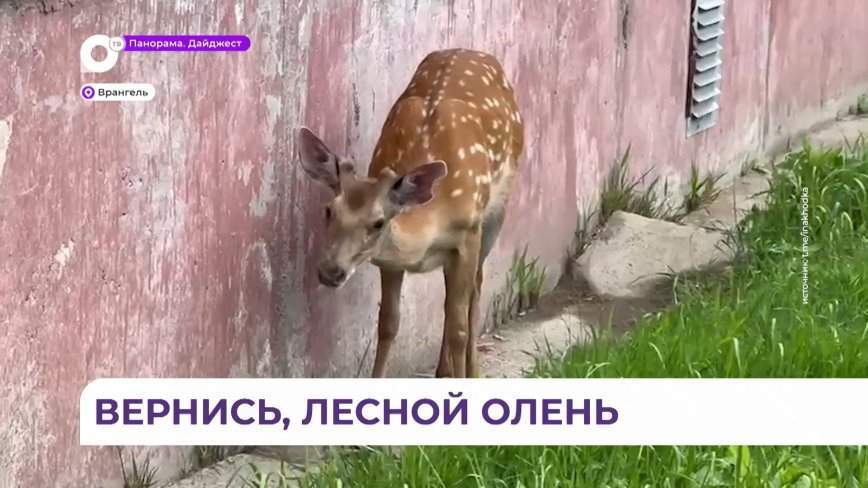 Раненый олень вышел к местным жителям во Врангеле
