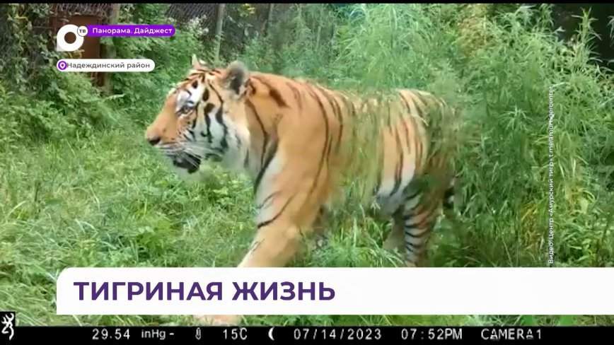 Тигр-хабаровчанин восстанавливается в Приморье после перелома лапы