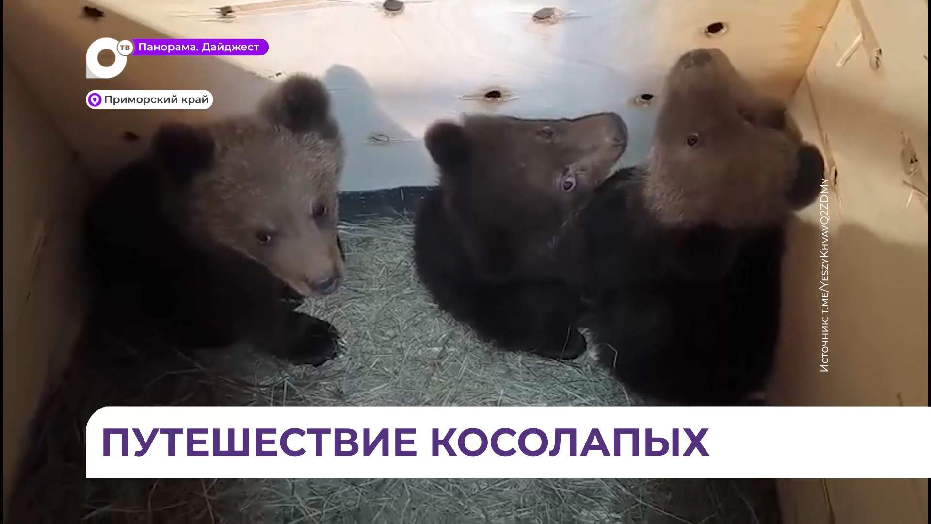Трёх осиротевших медвежат привезли во Владивосток из Якутии