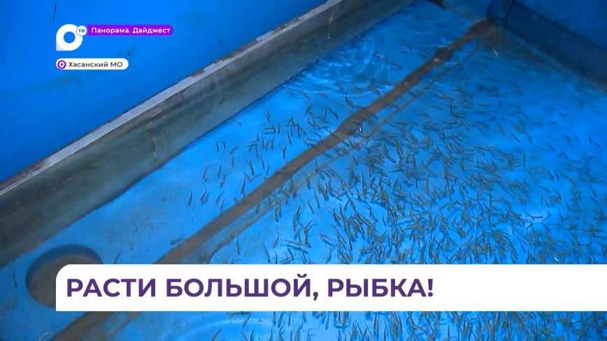 Миллион мальков кеты выпустили в реку Барабашевку
