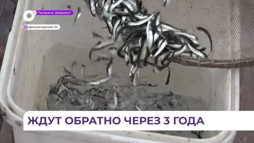 В Дальнегорском районе в большую воду выпустили 6 млн мальков кеты