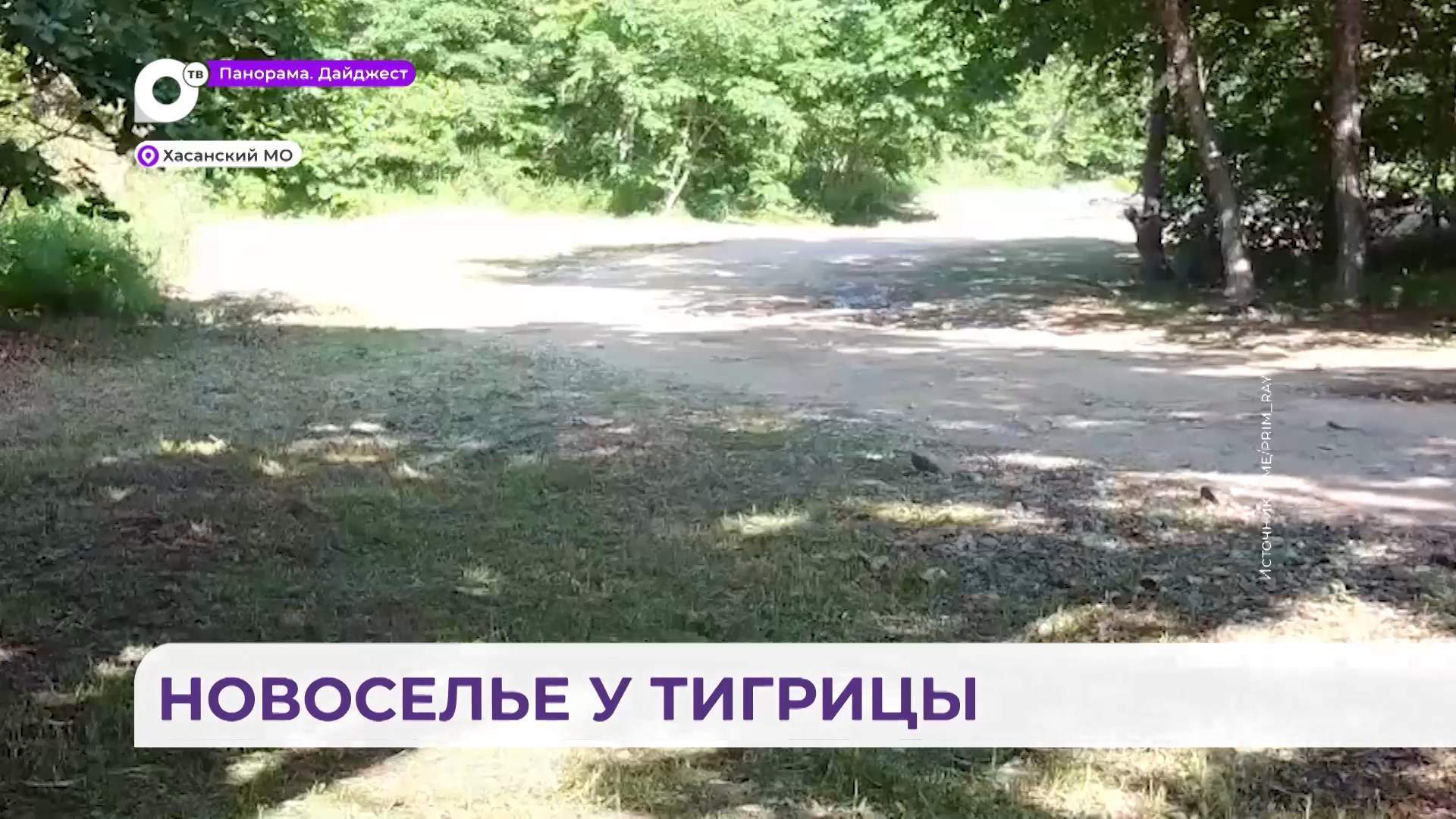 На территории кластера «Гамовский» Хасанского района заметили новую тигрицу
