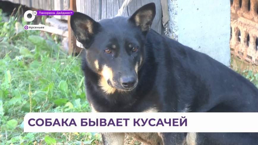 Брошенных собак на улицах Приморья становится все больше