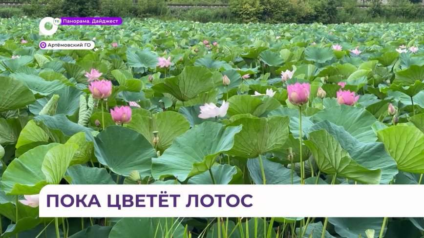 Пока цветет лотос: место притяжения манит туристов и жителей Приморья
