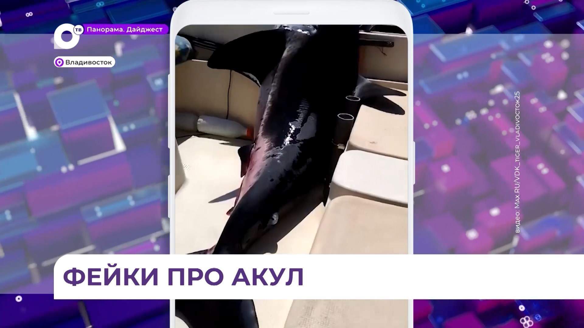 Эксперты-учёные: большинство видео про хищных акул в Приморье – фейки