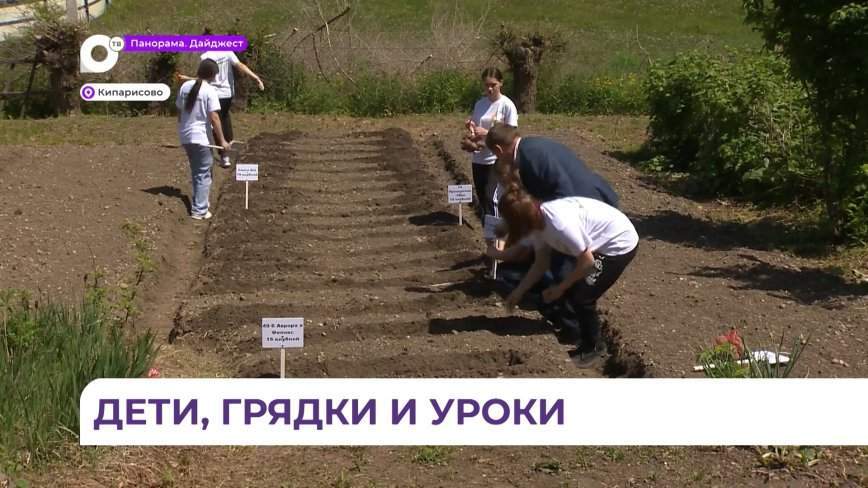 В школе села Кипарисово агрокласс вовсю трудится на пришкольном огороде