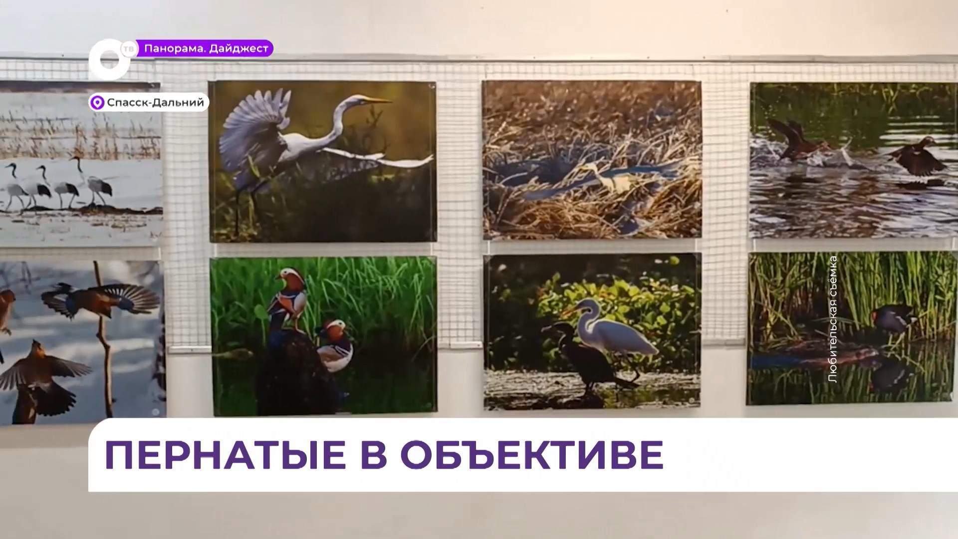  Фотограф-натуралист из Владивостока представил свою выставку пернатых в Спасске-Дальнем