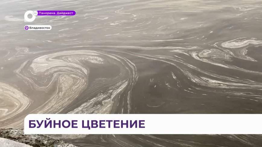 Найден виновник изменения цвета воды в Амурском заливе