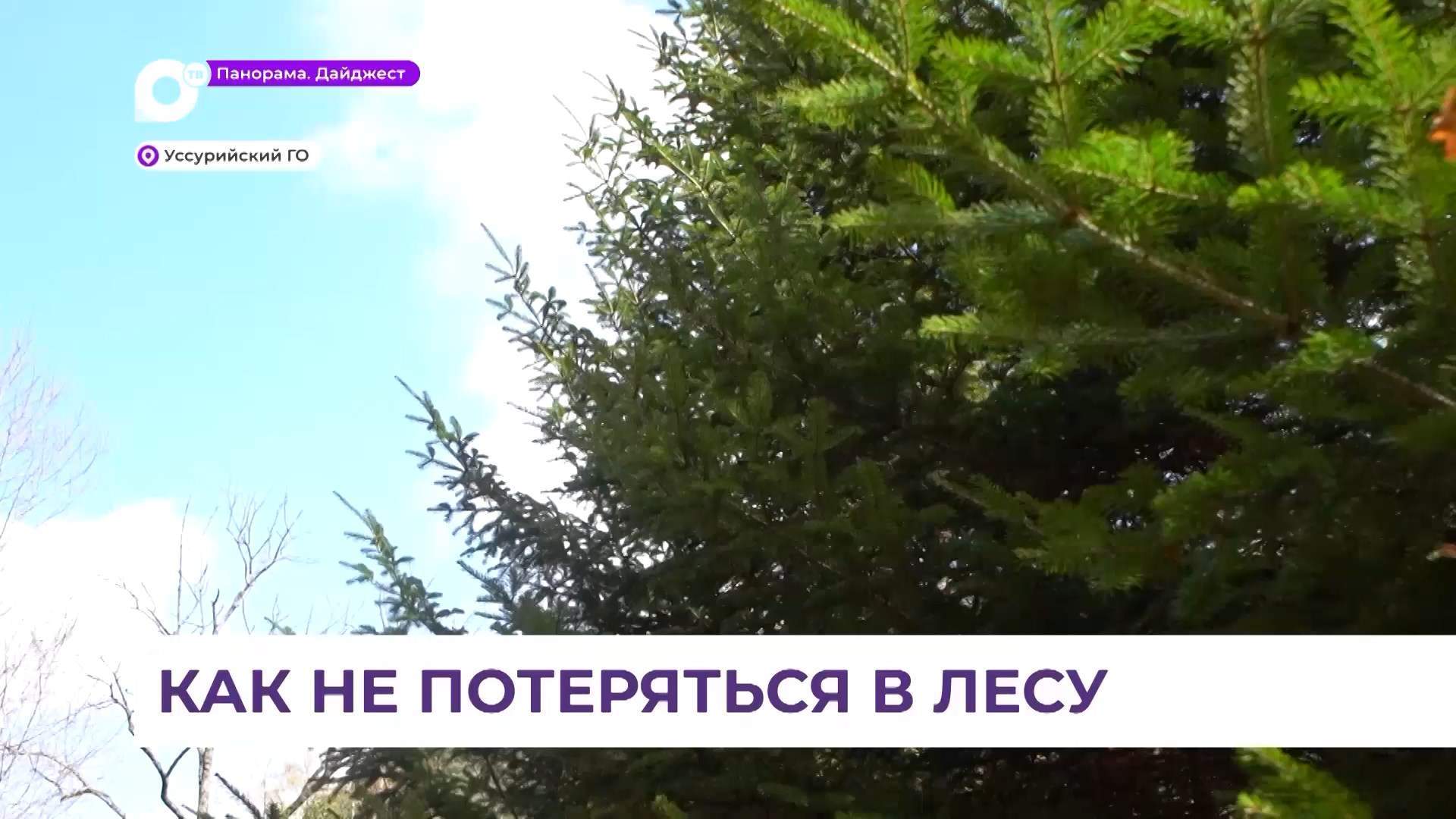 В Приморье с началом грибного сезона спасатели десятками выводят из леса заблудившихся
