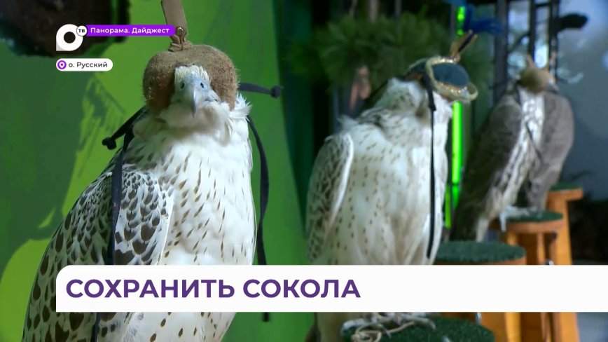 На ВЭФ обсуждают сохранение краснокнижных хищных птиц