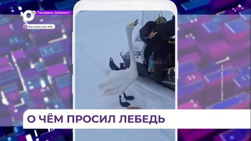 Лебедя-кликуна встретили рыбаки на озере Ханка в Приморье