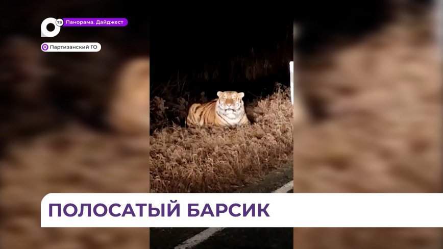 В Партизанском районе хищник попал в объектив телефона