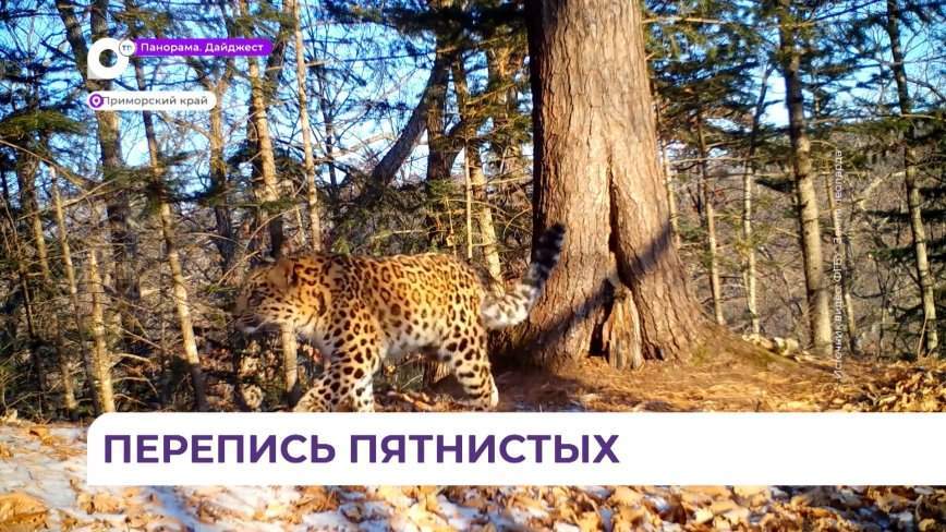 Перепись самых редких в мире крупных кошек провели в Приморье