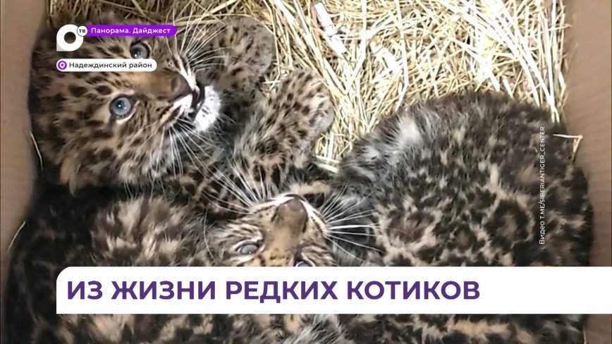 Сотрудники центра «Тигр» поделились кадрами спасенных недавно детенышей леопарда