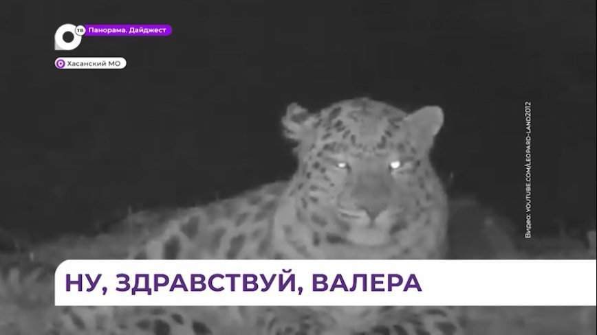 Хоккеисты команды «Адмирал» навестили подопечного леопарда Валеру в нацпарке