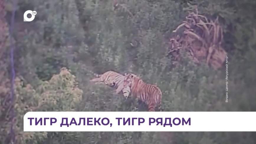 Жителям приморских сёл напомнили о правилах поведения при встрече с полосатым хищником