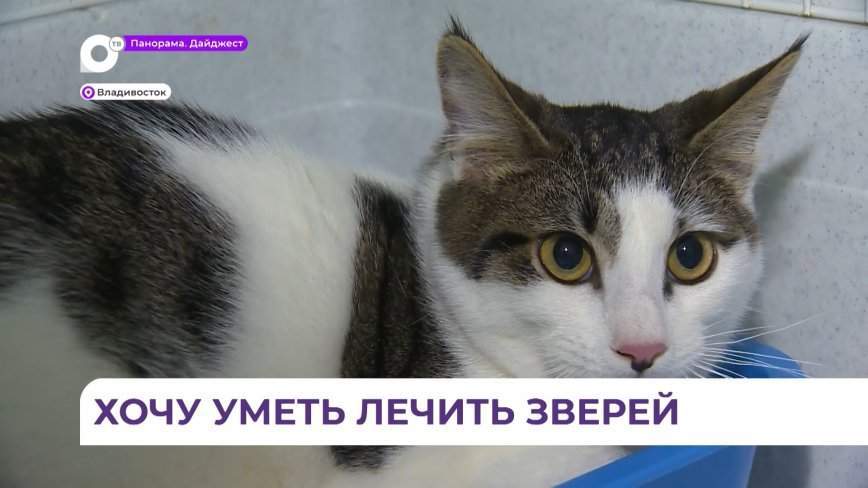 В ветеринарной клинике Владивостока провели урок профориентации для школьников старших классов