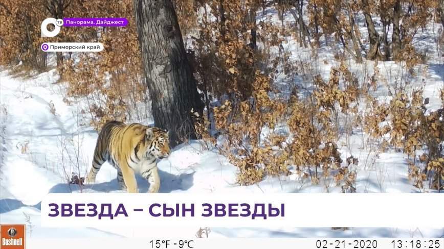 Котенок знаменитой тигрицы появился в кадре фотоловушек