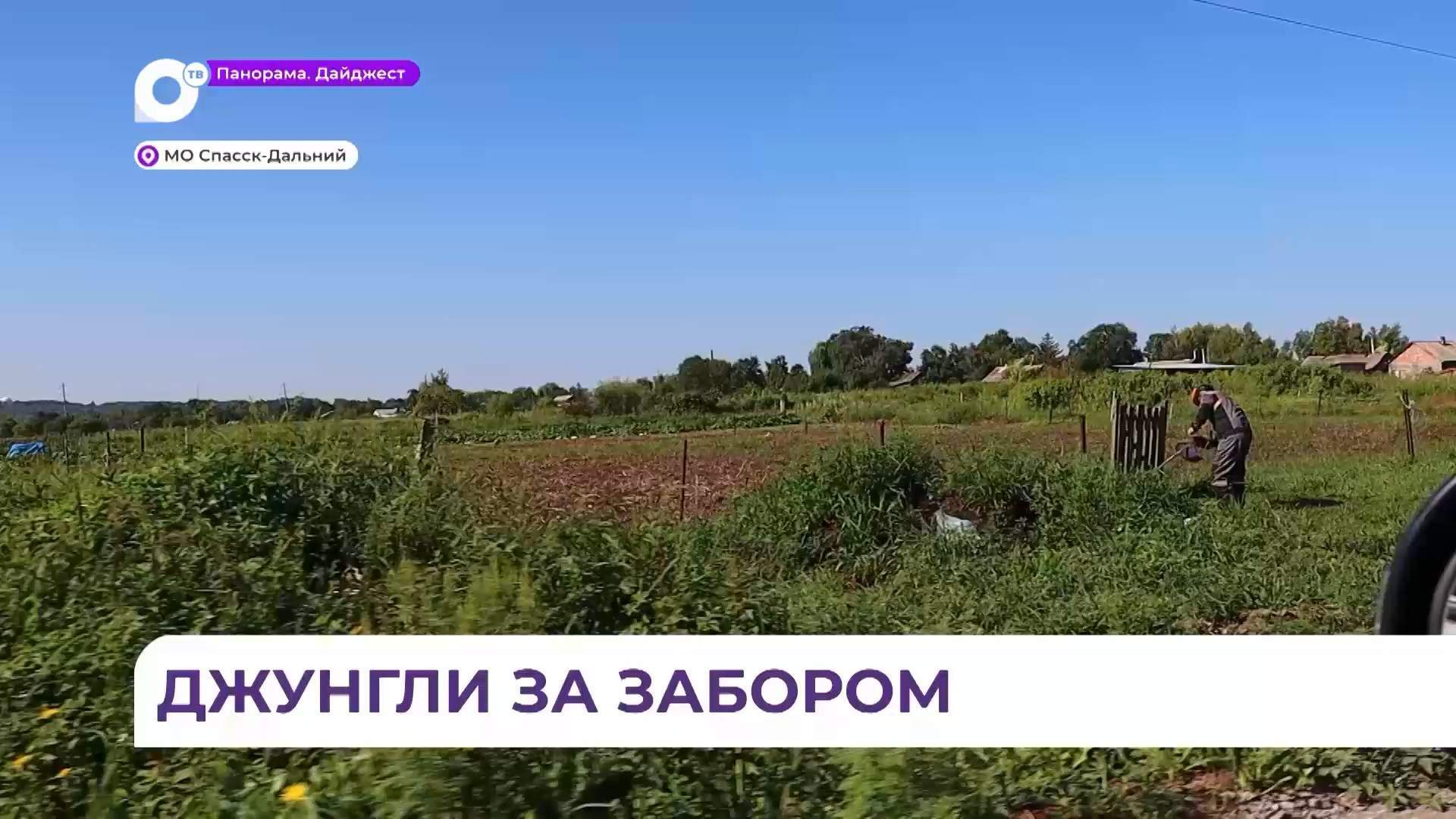 Жителей частных домов штрафуют за нескошенную траву в Спасске-Дальнем